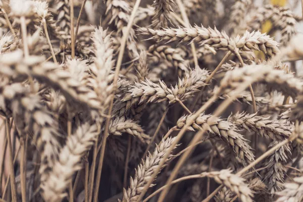 Урожай самой зимостойкой и экологичной зерновой культуры собрали в Томской области